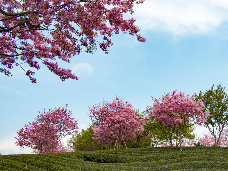 小园新种红樱树闲绕花枝便当游